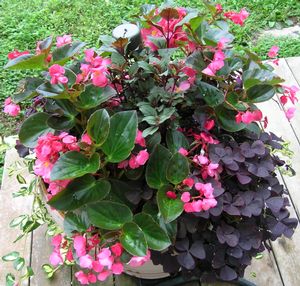 Begonia+big+rose
