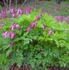 Ruellia brittoniana