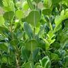 Asclepias curassavica 'Silky Deep Red'