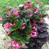 Begonia x benariensis 'BIG Rose with Bronze Leaf'