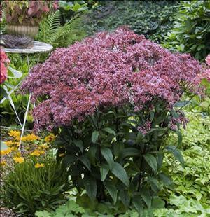 Eupatorium dubium (Dwarf Joe Pye Weed)