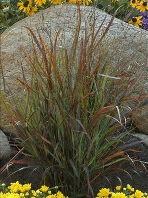 Panicum virgatum (Switch Grass)