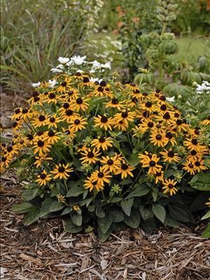 Rudbeckia fulgida var sullivantii (Black-eyed Susan)