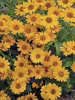 Heliopsis helianthoides (False Sunflower)