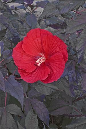 Hibiscus (Hardy Hibiscus)