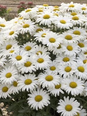 Leucanthemum x superbum (Shasta Daisy)