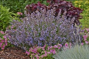 Nepeta faassenii (Catmint)