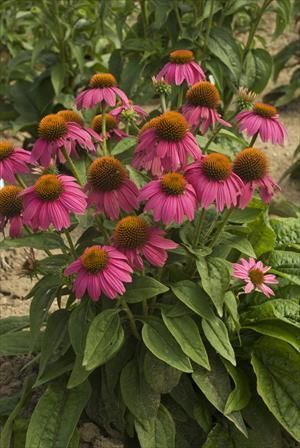 Echinacea purpurea (Coneflower)