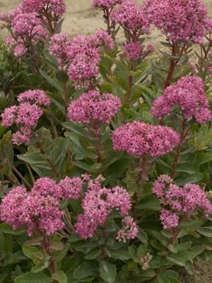 Sedum (Stonecrop)