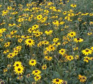 Rudbeckia fulgida (Orange Coneflower)